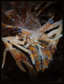 judged by our editor who says...
Beautiful tiger shrimp with snoot like lighting. Great shot, shows that lighting is the key to make a shot stand out from the crowd. monthly hotshot click to zoom